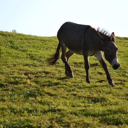 אכסניה Brunarica