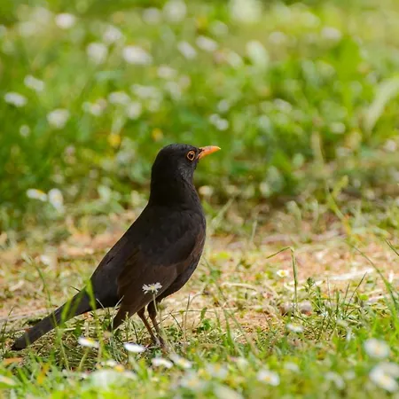 אכסניה Brunarica Globoko (Podravje)