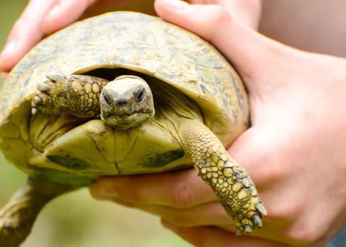 Lodge Brunarica Globoko (Podravje)