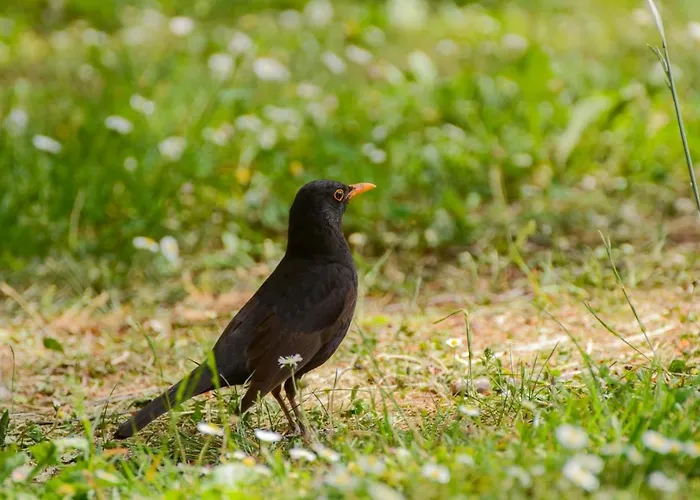 Lodge Brunarica Globoko (Podravje)